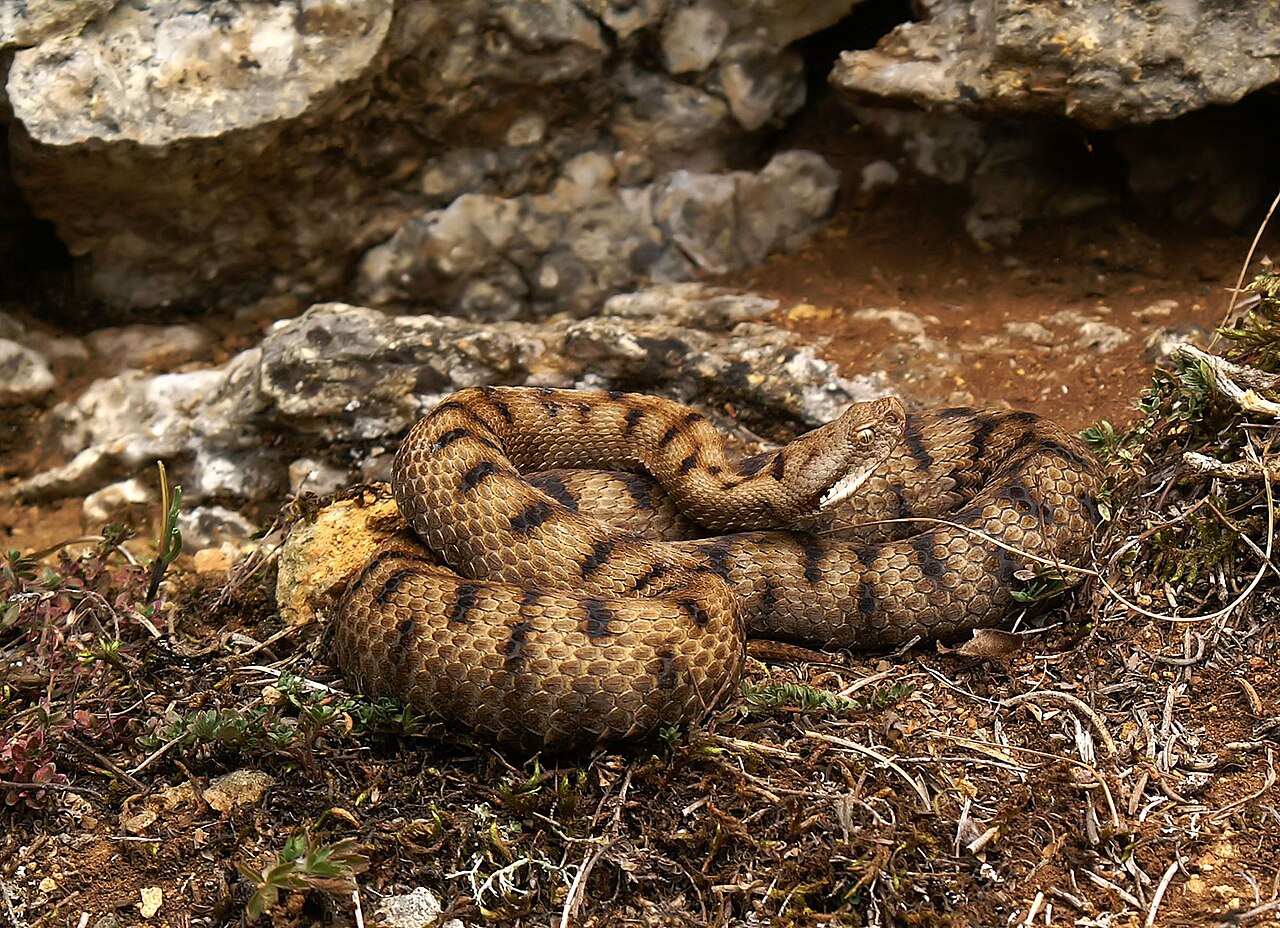 Aspishuggorm. Foto: Orchi / CC BY-SA 3.0.