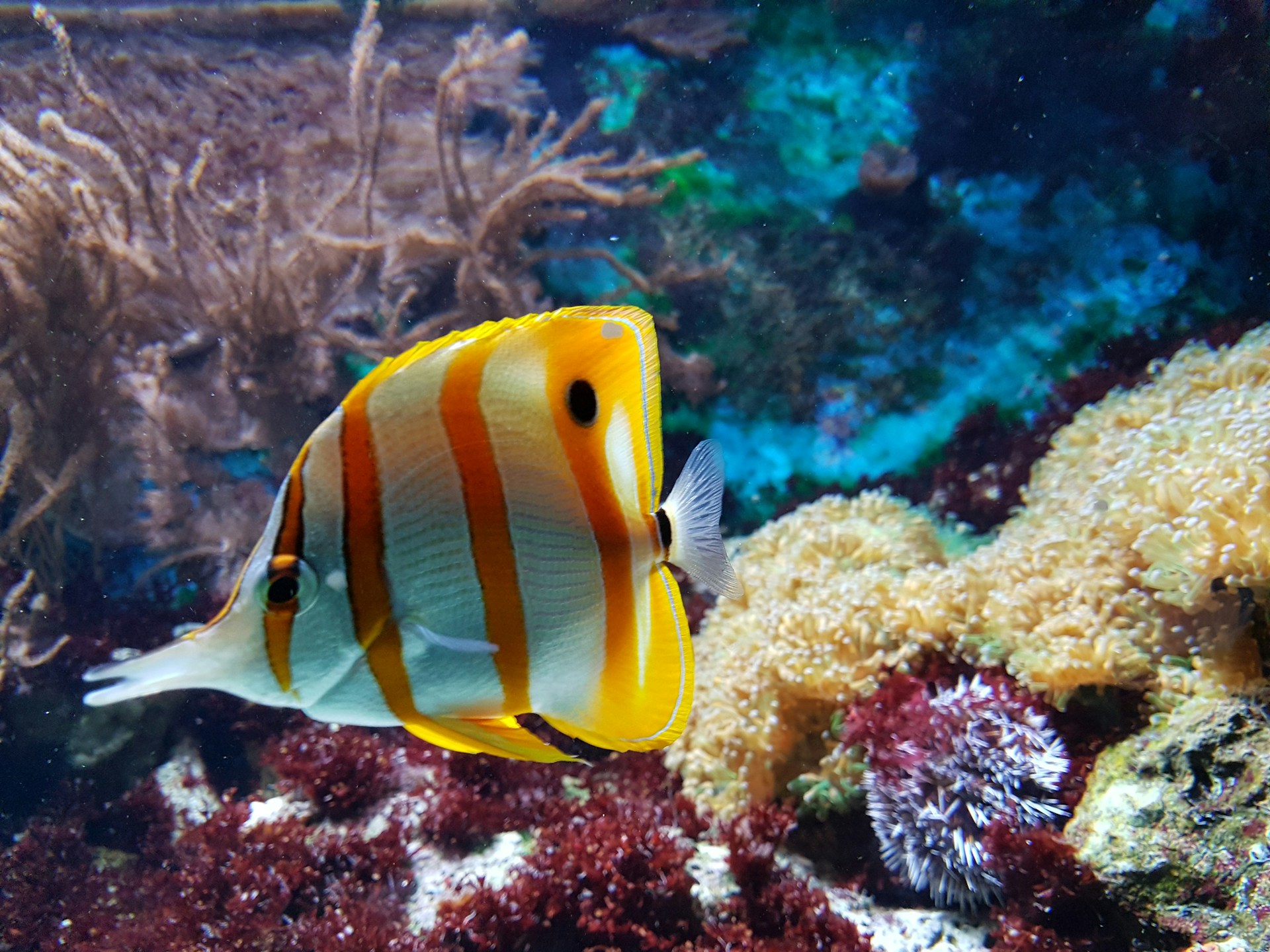 Fisk i saltvannsakvarium