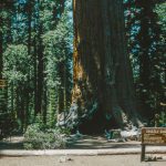 Grizzly Giant i Yosemite National Park i USA