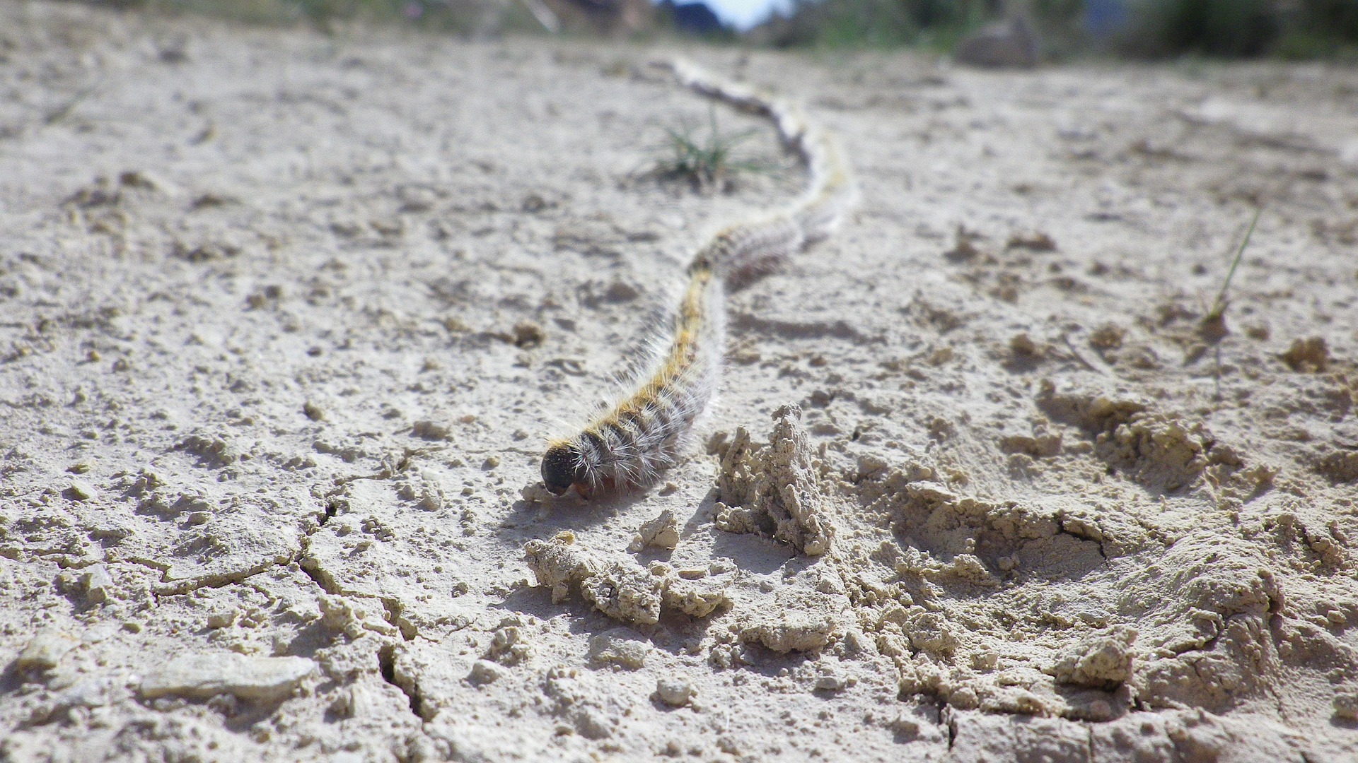 Prosessionslarver er først og fremst farlig for kjæledyr