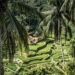 Risterassene i Tegallalang på Bali, Indonesia regnes som en av øyas mest populære og spesielle turistattraksjoner. Det er absolutt verdt et besøk!