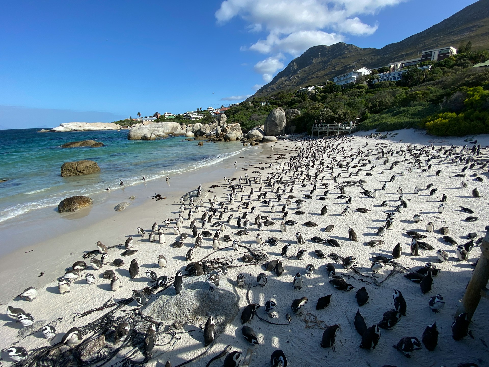 Det er ofte trangt om plassen på Boulders Beach