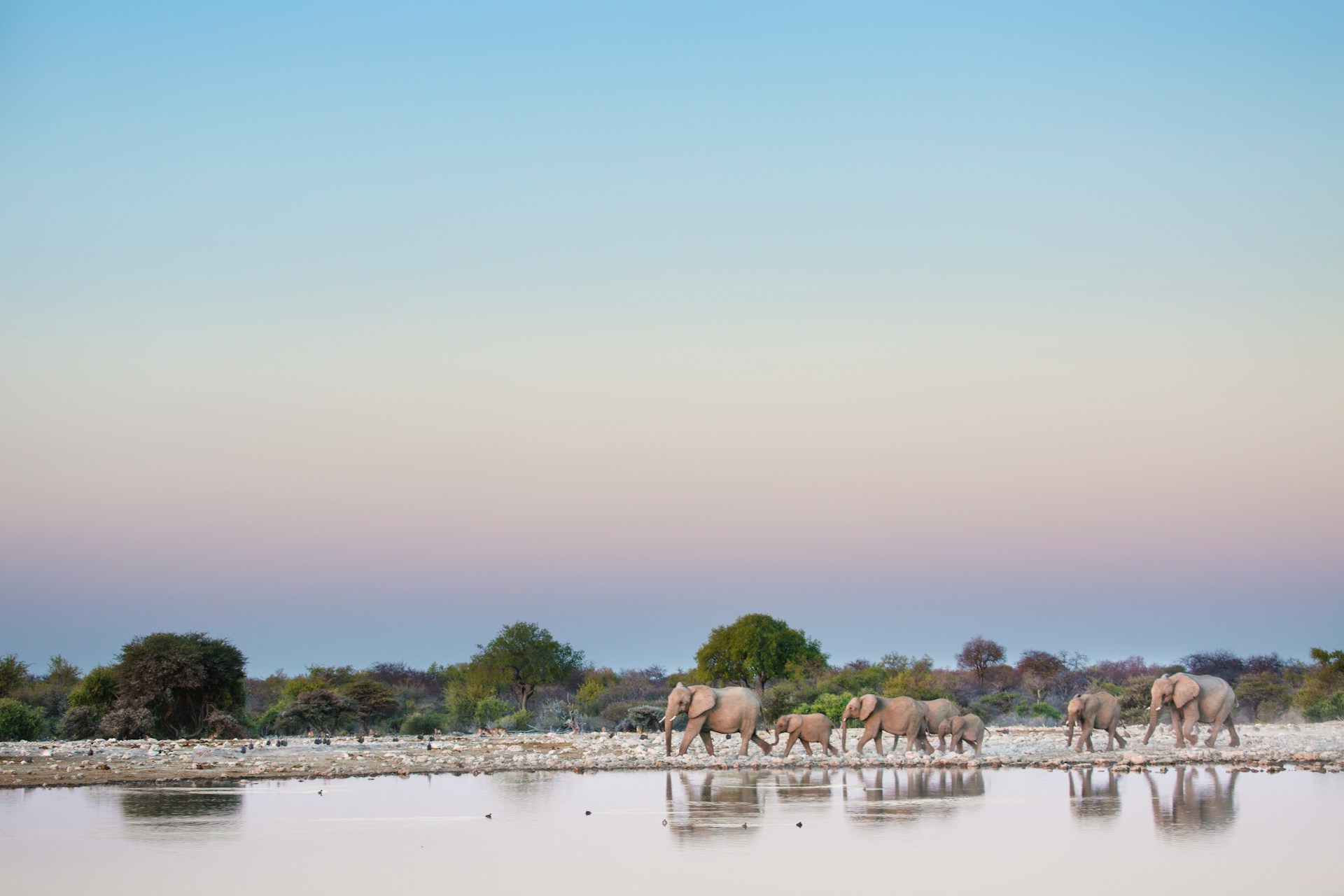 Elefanter i Etosha nasjonalpark i Namibia.