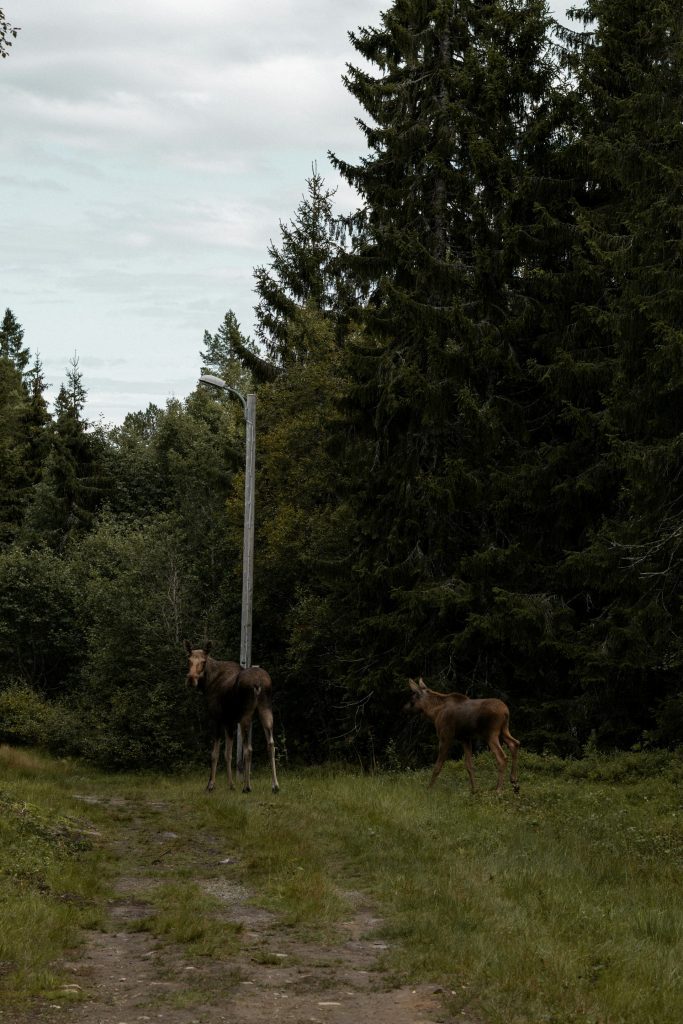 Elgku med unge kan være hissige. Her fra et møte med elger i Trondheim. 