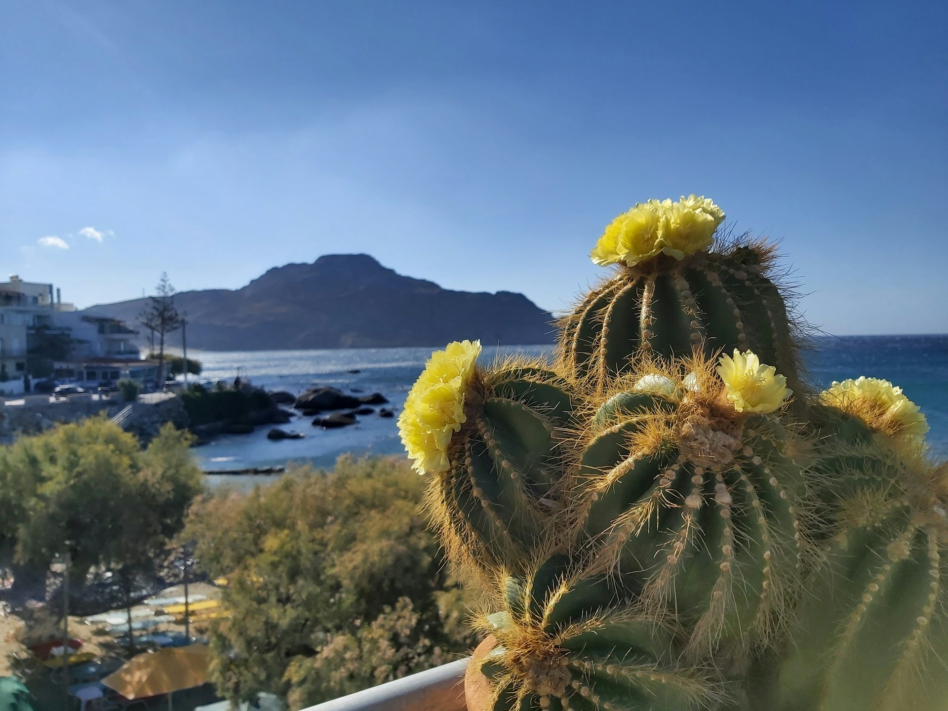 En kaktus ved Plakias-stranda