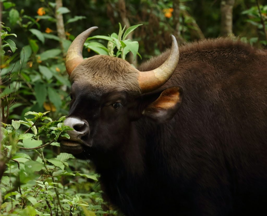 Gaur er også kjent som indisk bison