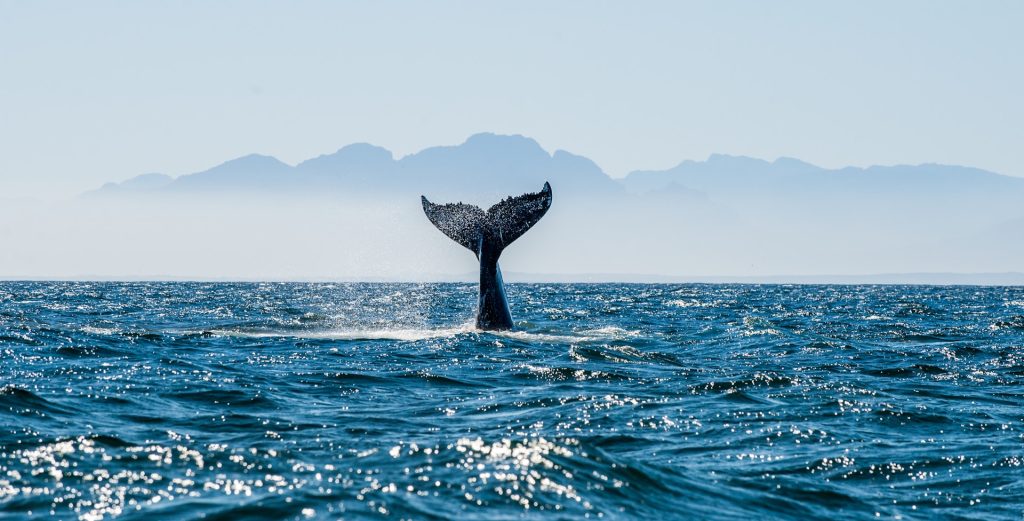 Guide: Hvalsafari i Sør-Afrika
