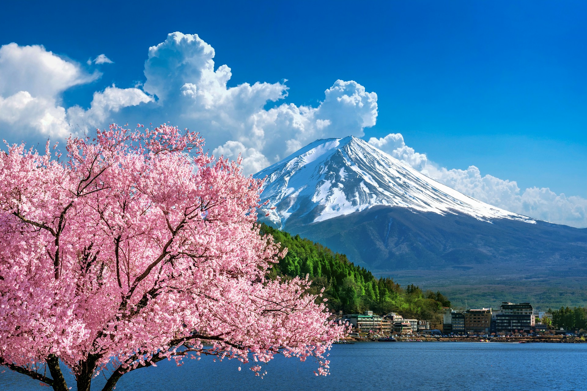 Reiseguide: Japan Kirsebærblomstring med Fuji-san i bakgrunnen i Japan