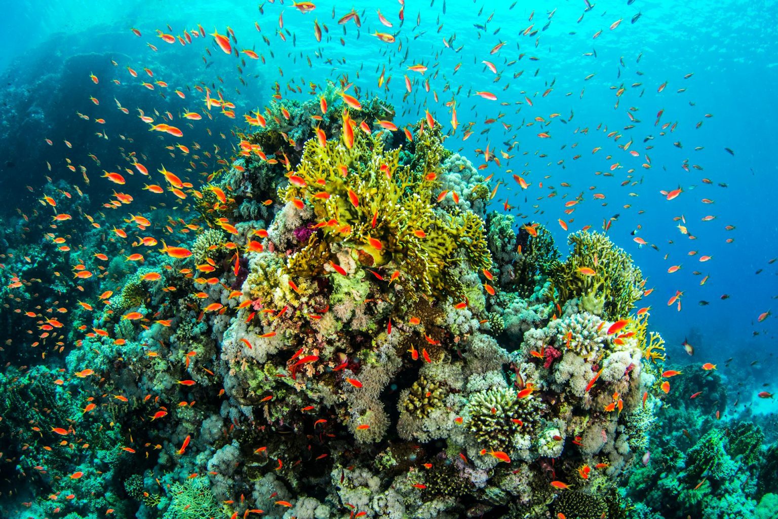 Reiseguide: Whitsunday Islands – Paradiset ved Great Barrier Reef ...