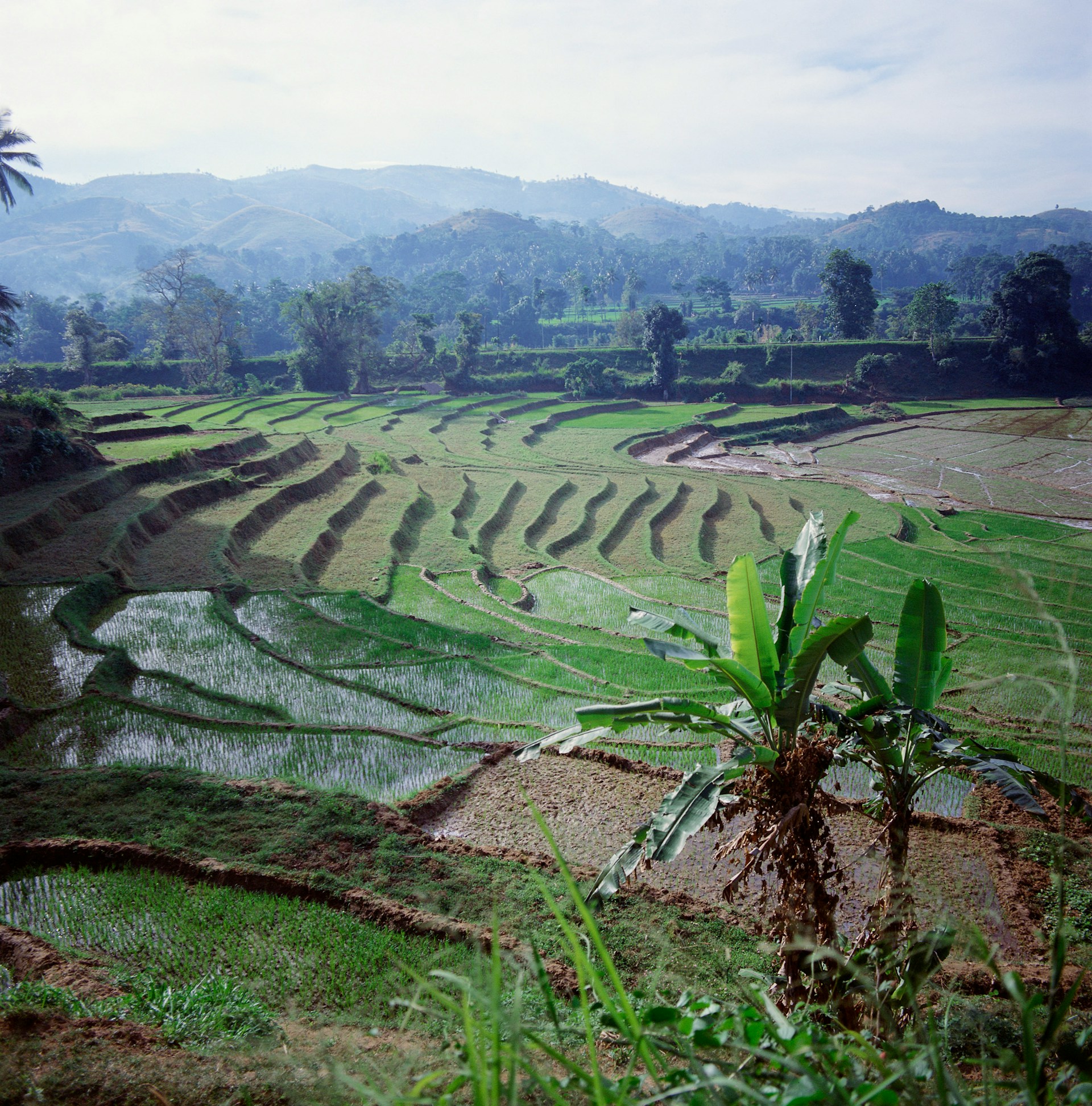 Rismarker i Filippinene