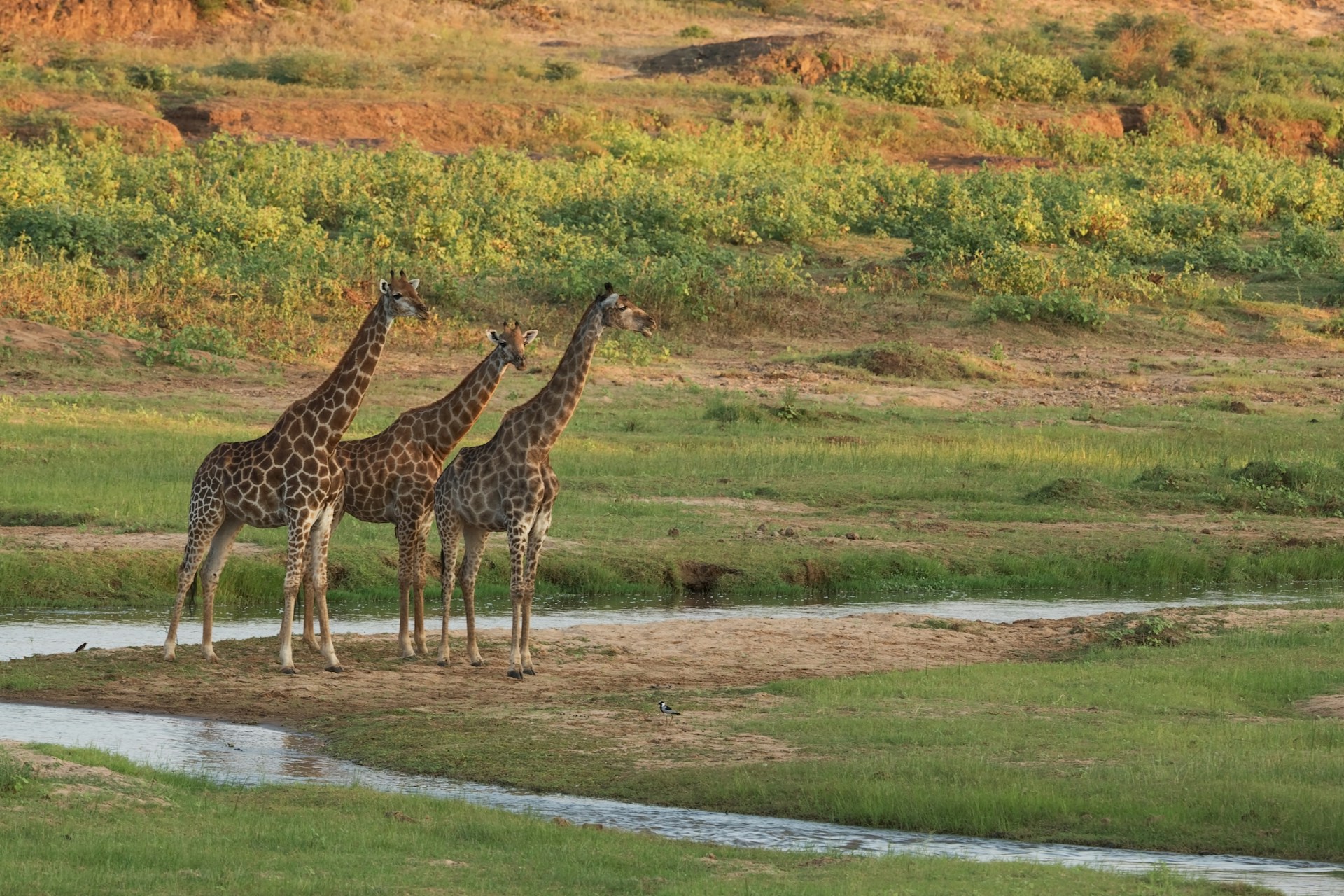 Dyreliv på safari i Kruger nasjonalpark Sjiraffer i Kruger nasjonalpark
