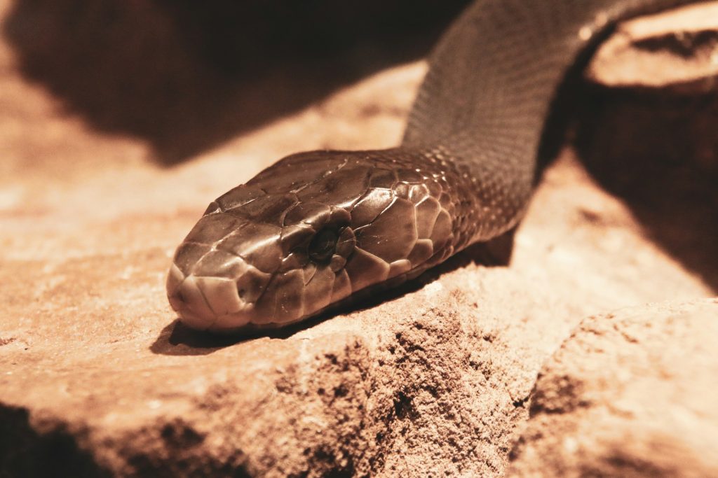 Sort mamba er veldig farlig, men heldigvis redd for mennesker