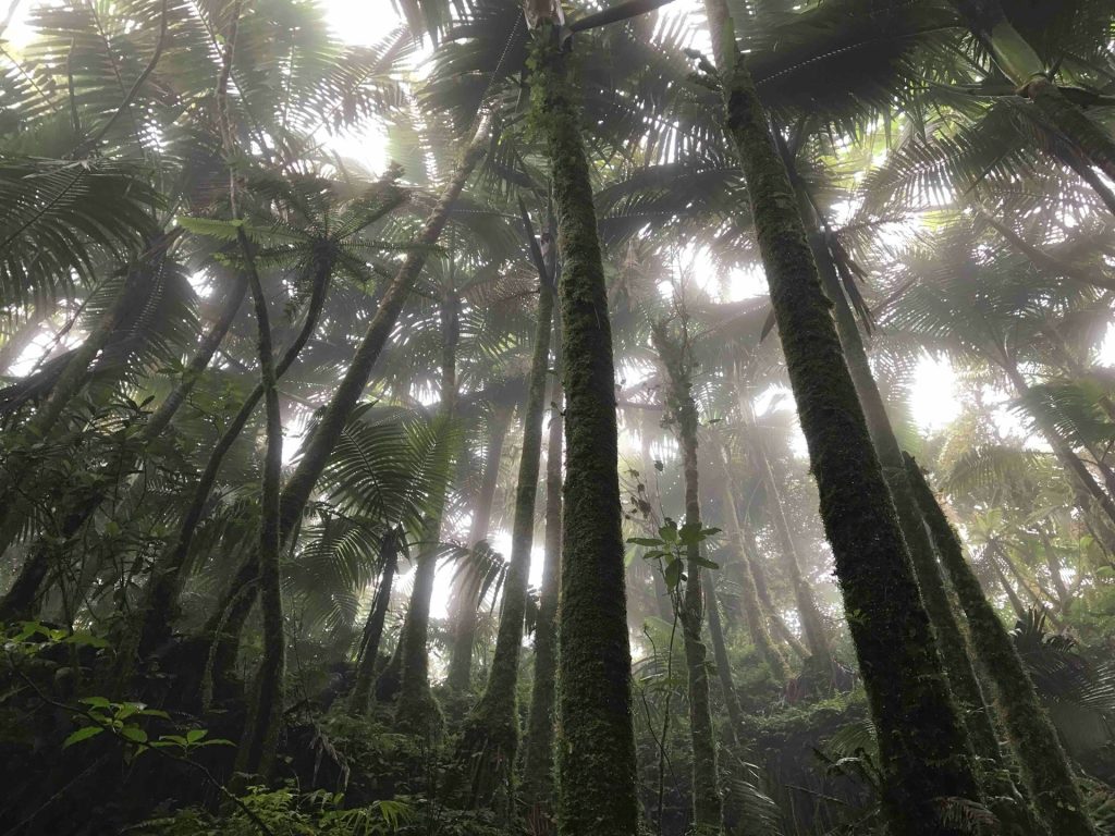 El Yunque nasjonalskog på Puerto Rico