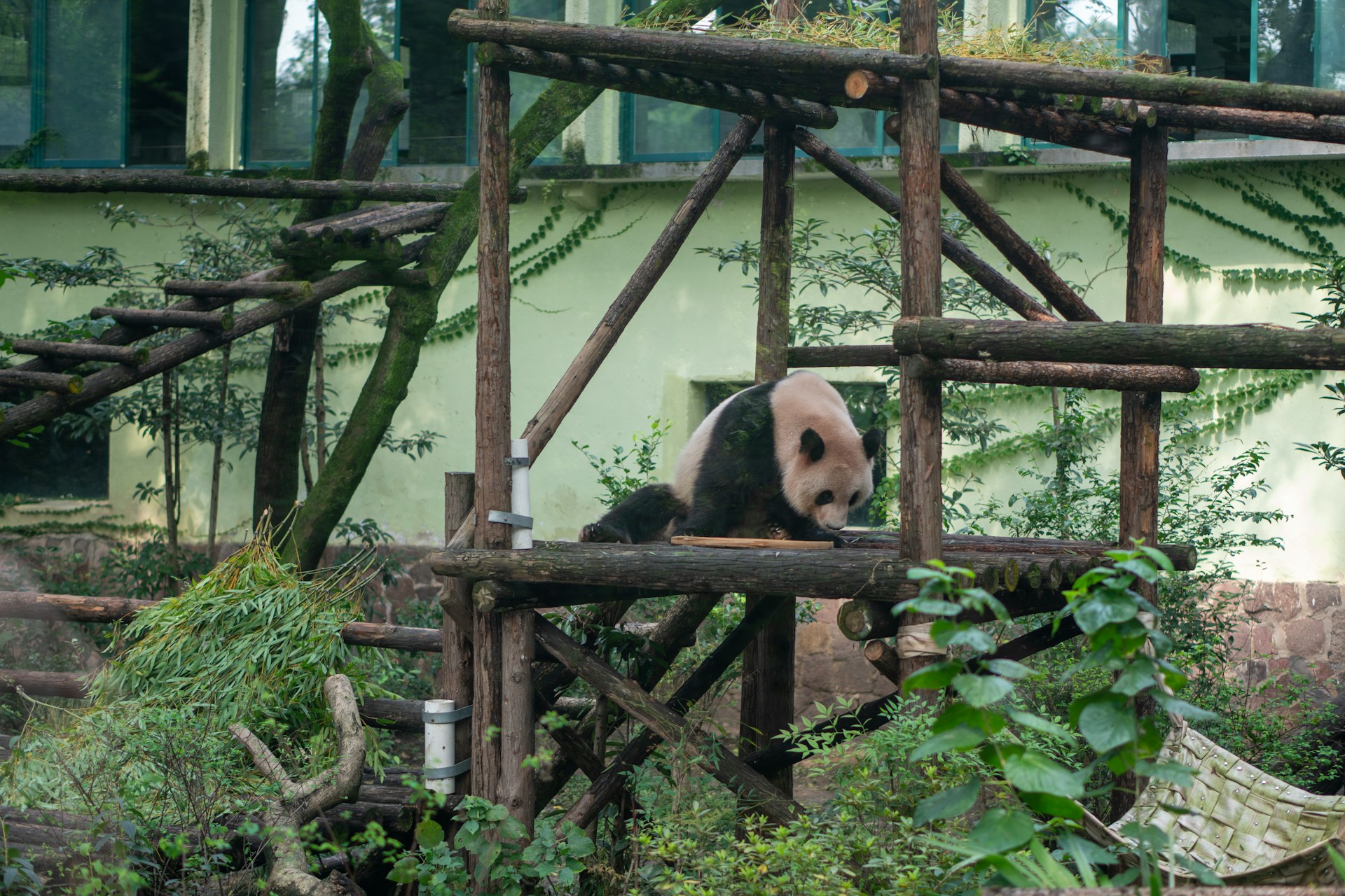En kjempepanda i Chengdu Research Base of Giant Panda Breeding i Kina