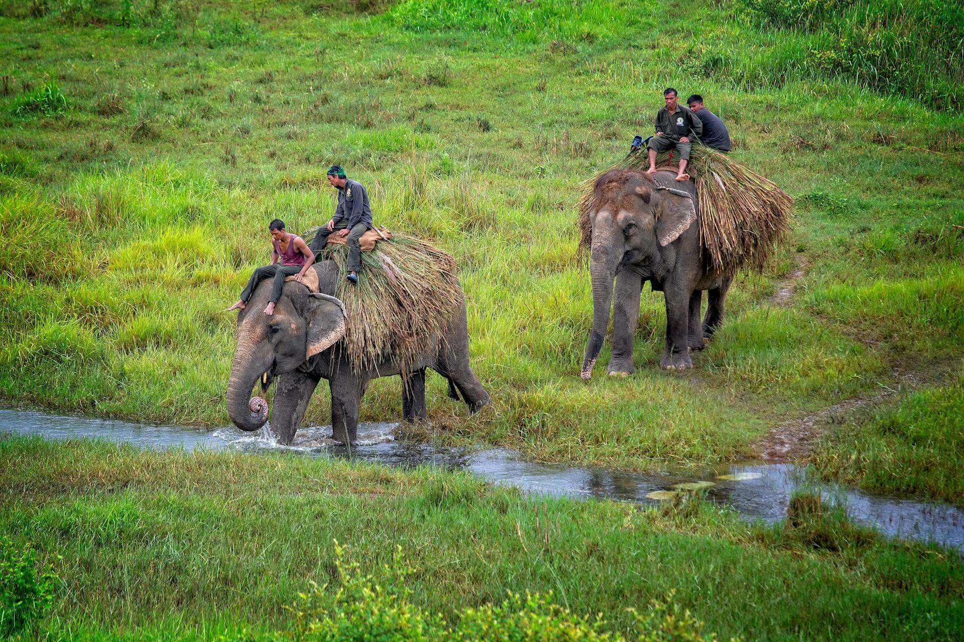 Personer som rir på elefanter i Chitwan nasjonalpark i Nepal