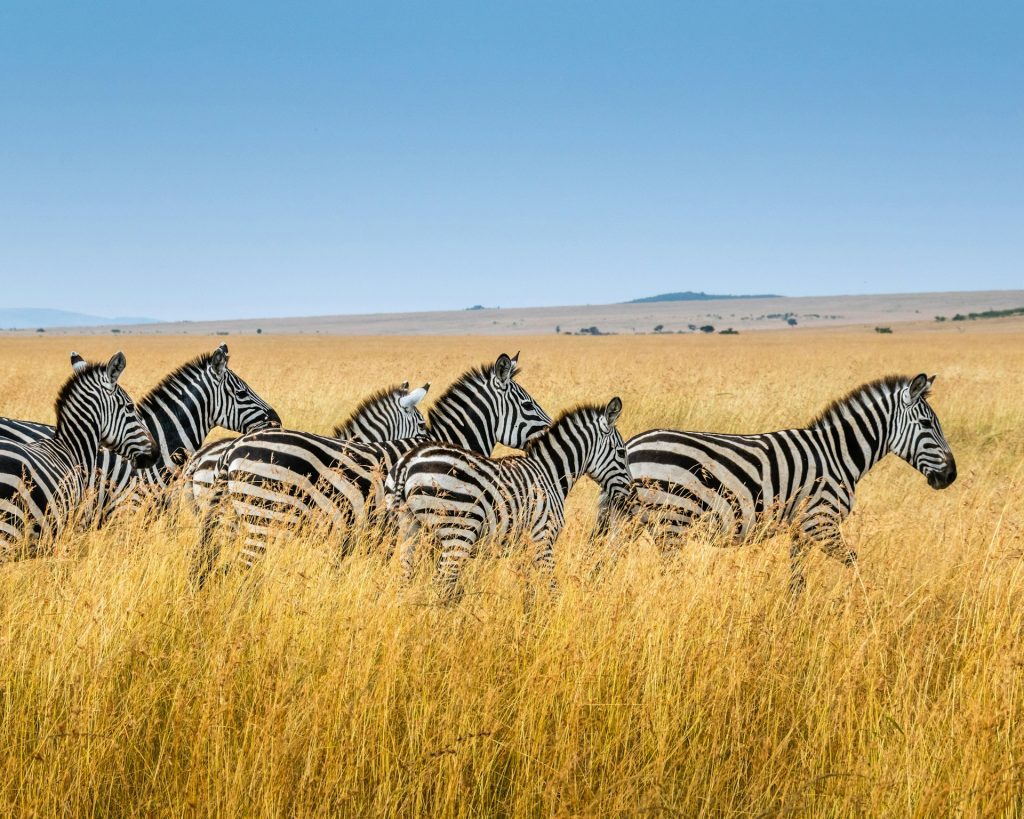Safari for å se sebra – de beste stedene å møte savannens stripete nomader
