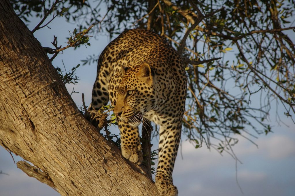 Safari for å se leopard – de beste stedene for å oppleve Afrikas mest sky rovdyr