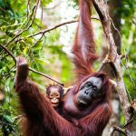 Orangutang mor med unge i Tanjung Puting nasjonalpark i Indonesia