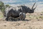 Spissneshorn mor med unge i Lewa Wildlife Conservancy i Kenya