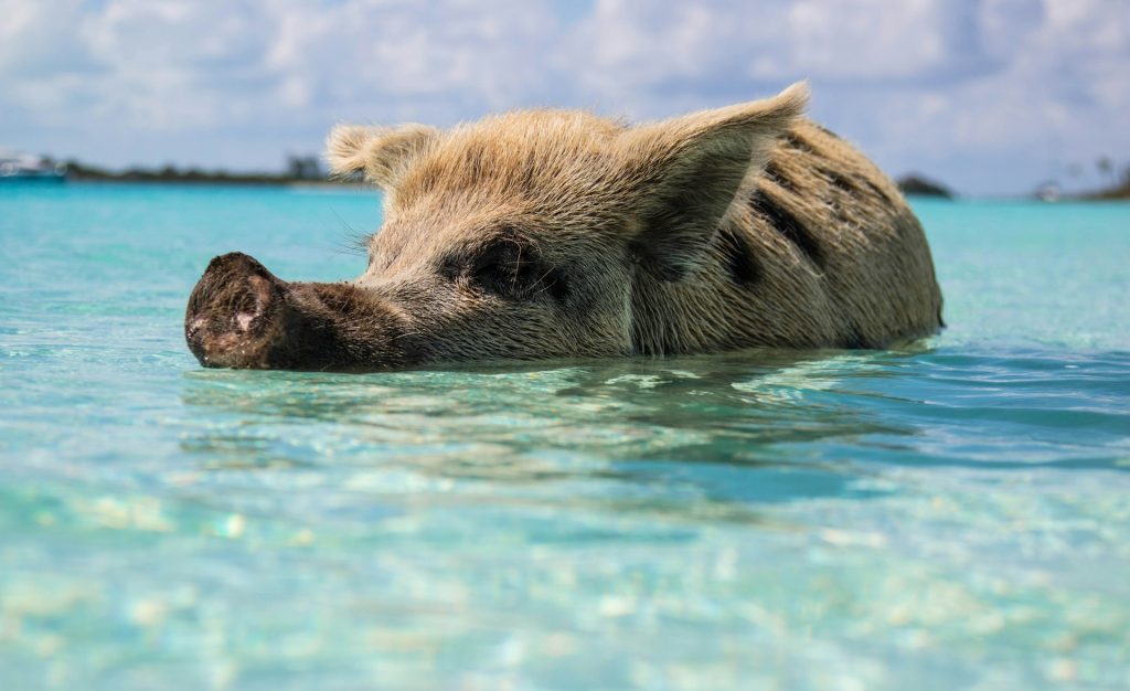 Reiseguide til Exuma: paradisstrender, svømmende griser og øyfølelse på sitt beste